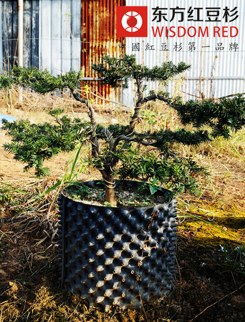 枯死的紅豆杉 砍了也犯法